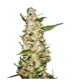 Skunk 1 Automatic (Sensi Seeds)