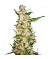 Skunk 1 Automatic (Sensi Seeds)