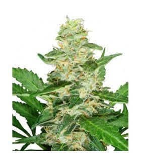 Super Skunk Automatic (Sensi Seeds)