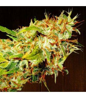 Zamaldelica (ACE Seeds)