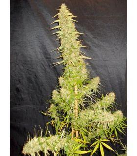 Zamaldelica (ACE Seeds)