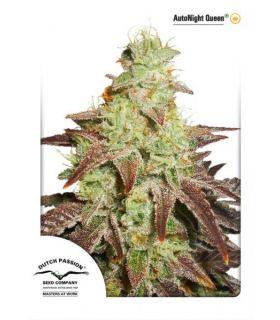 AutoNight Queen (Dutch Passion)