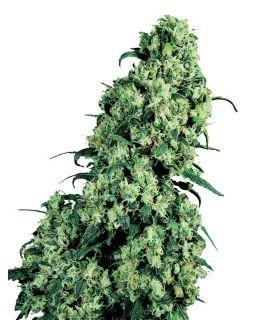 Skunk 1 (Sensi Seeds)