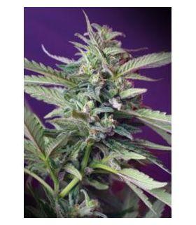 S.A.D. Auto (Sweet Seeds)