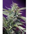 S.A.D. Auto (Sweet Seeds)