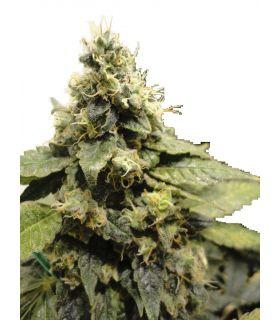 Northern Light Auto (σποράδικο)