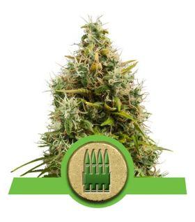 Royal AK Automatic (Royal Queen Seeds)