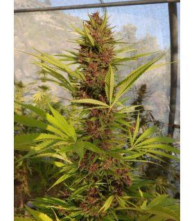 Malawi x PCK (ACE Seeds)