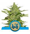Fast Eddy (Royal Queen Seeds)