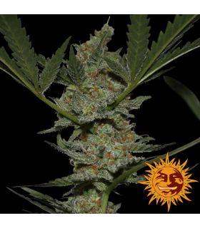 Acapulco Gold - Barney's Farm