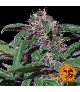 Ayahuasca Purple (Barney's Farm)