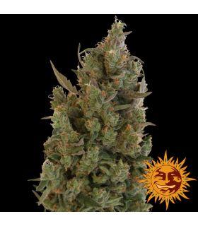 Blue Cheese - Barney's Farm