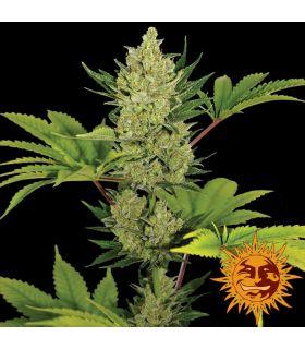 Blue Cheese Auto (Barney's Farm)