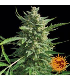 Critical Kush - Barney's Farm