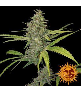 G13 Haze - Barney's Farm