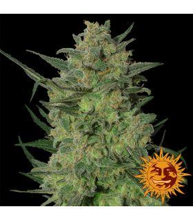 L.S.D. (Barney's Farm)
