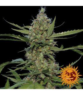 Laughing Buddha - Barney's Farm