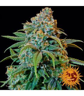 Liberty Haze - Barney's Farm