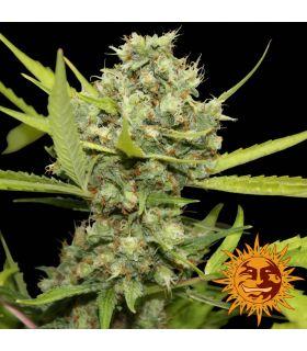 Pineapple Chunk - Barney's Farm