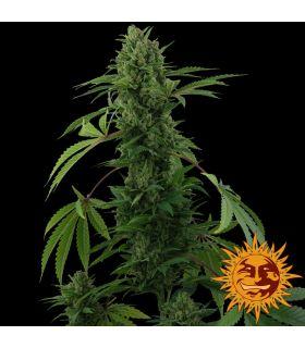 Pineapple Express - Barney's Farm