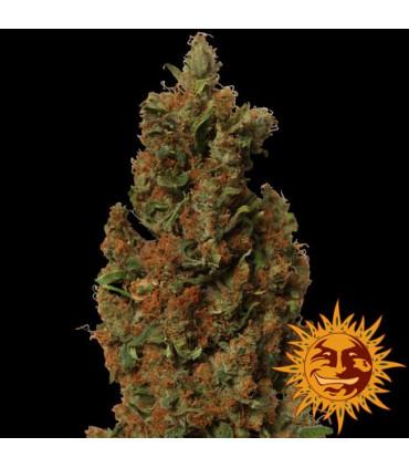 Red Diesel - Barney's Farm