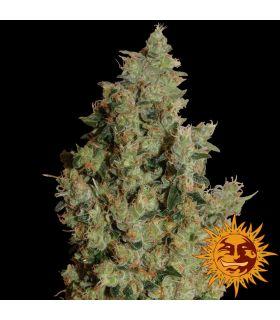 Tangerine Dream (Barney's Farm)