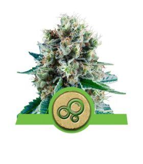 Bubble Kush Automatic (Royal Queen Seeds)