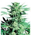 Shiva Skunk (Sensi Seeds)