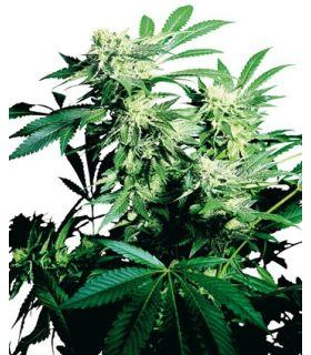 Skunk Kush (Sensi Seeds)