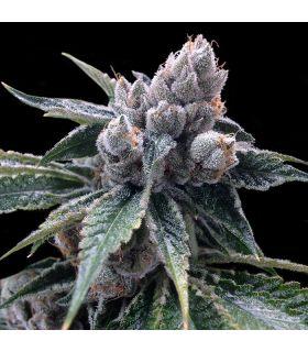 White Walker Kush (DNA Genetics)