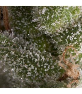 Auto Fresh Candy (Pyramid Seeds)