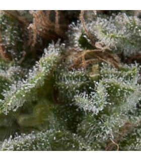 Auto Lennon (Pyramid Seeds)