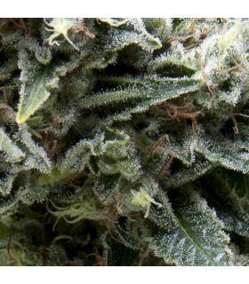 Auto New York City (Pyramid Seeds)