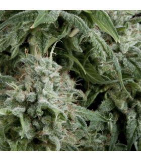 Auto Northern Lights (Pyramid Seeds