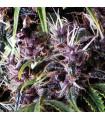 Auto Purple (Pyramid Seeds)