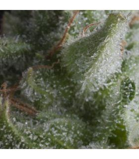 Auto Shark (Pyramid Seeds)