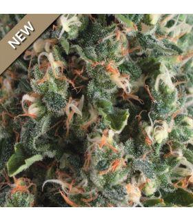 Auto Super OG Kush (Pyramid Seeds)