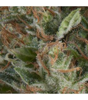 Auto Wembley (Pyramid Seeds)