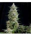 Amnesia Gold (Pyramid Seeds)
