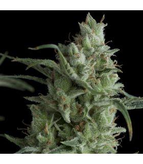 Kryptonite (Pyramid Seeds)