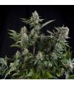 White Widow (Pyramid Seeds)