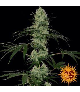 Tangerine Dream Auto (Barney's Farm)