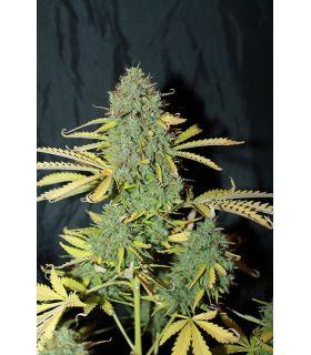 White Widow τριμηνίτικο (σποράδικο)