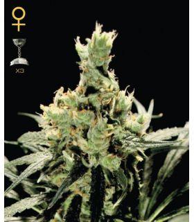 Super Lemon Haze (Greenhouse Seeds)
