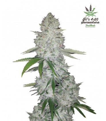 Gorilla Glue Auto (FastBuds)