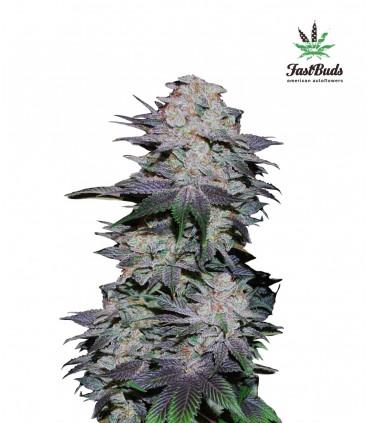 Blackberry (FastBuds)