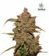 Crystal Meth (FastBuds)