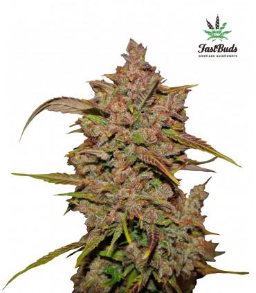 Crystal Meth (FastBuds)