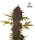 LSD-25 (FastBuds)