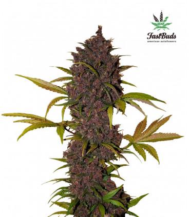 LSD-25 (FastBuds)